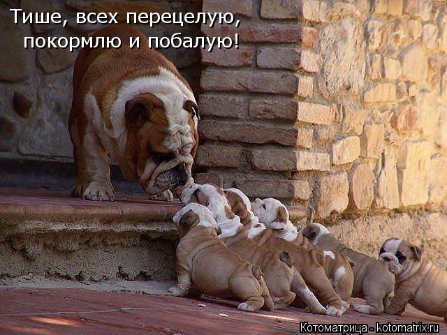 Тише, всех перецелую, покормлю и побалую!... Котоматрица: Тише, всех перецелую, покормлю и побалую!