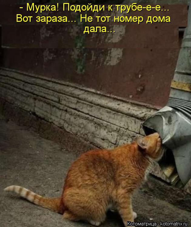 Котоматрица: - Мурка! Подойди к трубе-е-е... Вот зараза... Не тот номер дома дала...