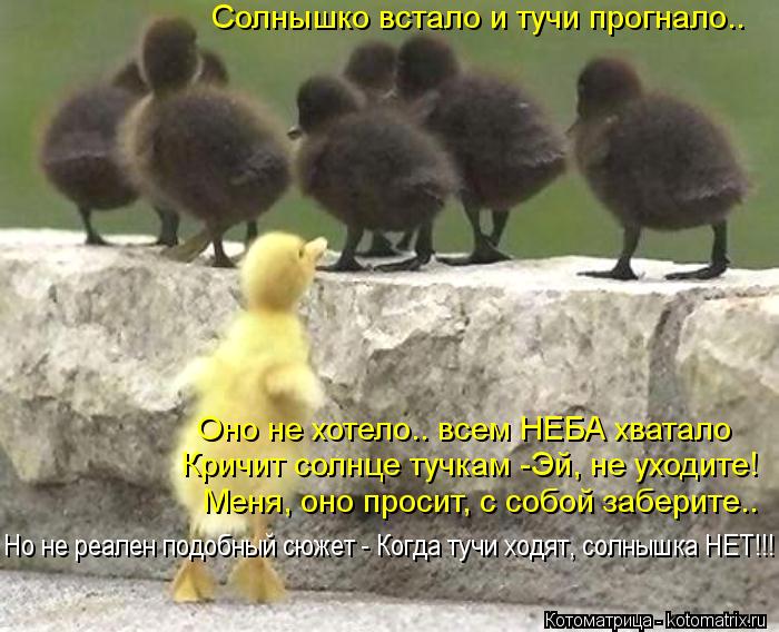 Котоматрица: Солнышко встало и тучи прогнало.. Оно не хотело.. всем НЕБА хватало Кричит солнце тучкам -Эй, не уходите! Но не реален подобный сюжет - Когда т
