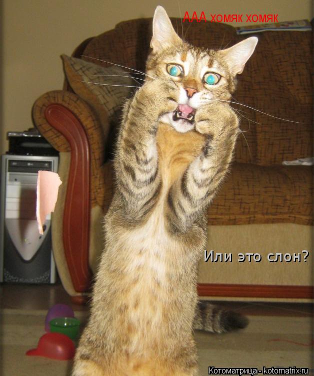 ААА хомяк хомяк Или это слон?... Котоматрица: ААА хомяк хомяк Или это слон?