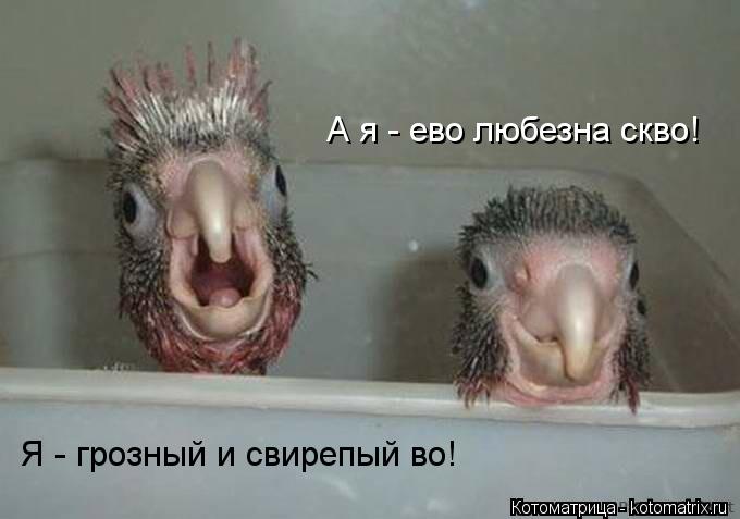 Я - грозный и свирепый во! А я - ево любезна скво!... Котоматрица: Я - грозный и свирепый во! А я - ево любезна скво!