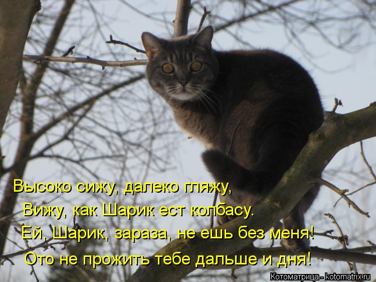Котоматрица: Высоко сижу, далеко гляжу, Вижу, как Шарик ест колбасу. Ей, Шарик, зараза, не ешь без меня! Ото не прожить тебе дальше и дня!