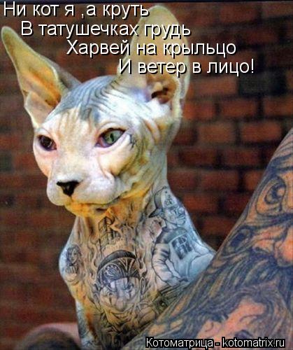 Ни кот я ,а круть В татушечках грудь Харвей на крыльцо И ветер в лицо!... Котоматрица: Ни кот я ,а круть В татушечках грудь Харвей на крыльцо И ветер в лицо!
