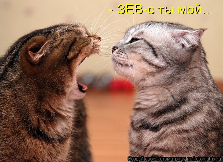 - ЗЕВ-с ты мой...... Котоматрица: - ЗЕВ-с ты мой...
