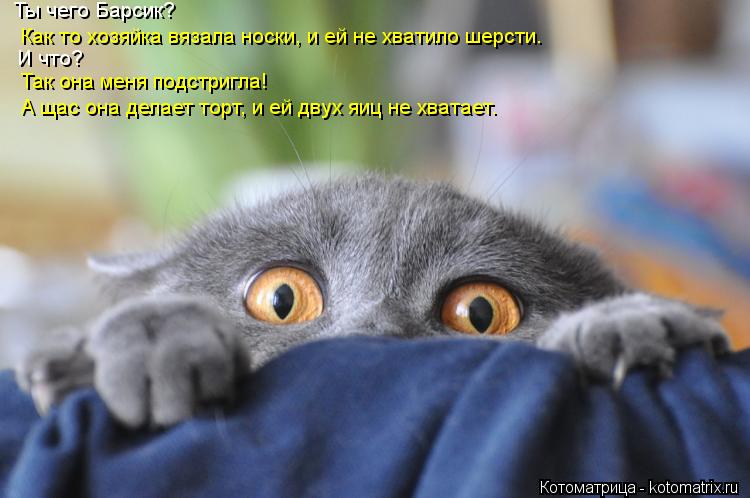 Котоматрица: Ты чего Барсик?  Как то хозяйка вязала носки, и ей не хватило шерсти. И что? Так она меня подстригла! А щас она делает торт, и ей двух яиц не хва