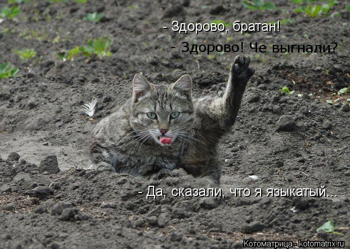 - Здорово, братан! - Здорово! Че выгнали? - Да, сказали, что я языкатый...... Котоматрица: - Здорово, братан! - Здорово! Че выгнали? - Да, сказали, что я языкатый...