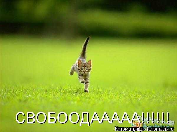 Котоматрица: СВОБООДААААА!!!!!!