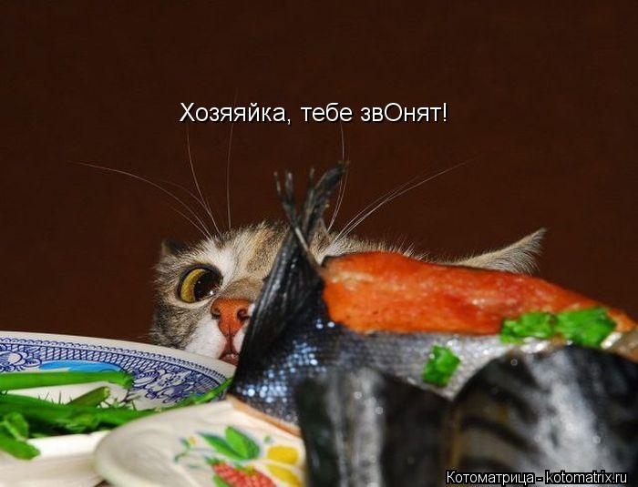Котоматрица: Хозяяйка, тебе звОнят!
