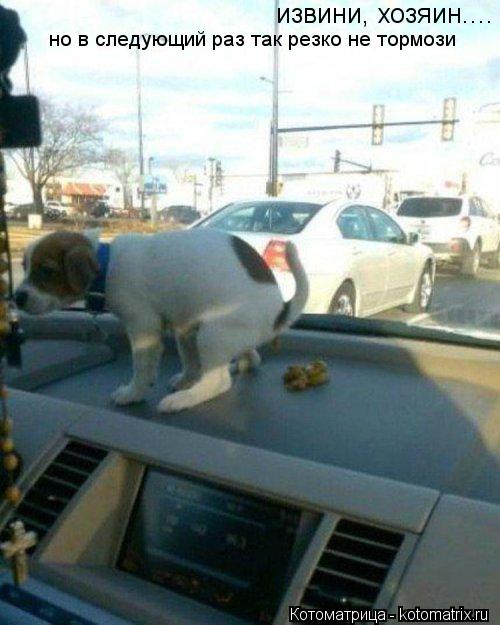 Котоматрица: извини, хозяин.... но в следующий раз так резко не тормози