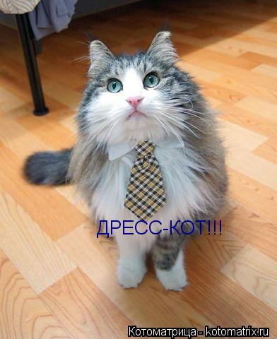 Котоматрица: ДРЕСС-КОТ!!!