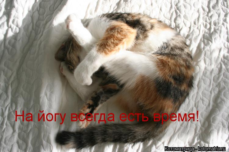 Котоматрица: На йогу всегда есть время!