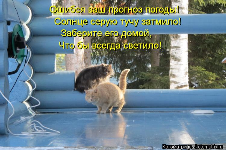 Котоматрица: Ошибся ваш прогноз погоды! Солнце серую тучу затмило! Заберите его домой, Что бы всегда светило!
