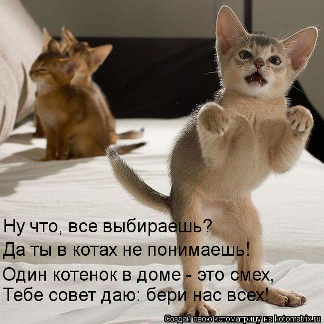 Котоматрица: Ну что, все выбираешь? Да ты в котах не понимаешь! Тебе совет даю: бери нас всех! Один котенок в доме - это смех,