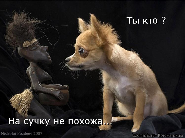 Ты кто ? На сучку не похожа...... Котоматрица: Ты кто ? На сучку не похожа...