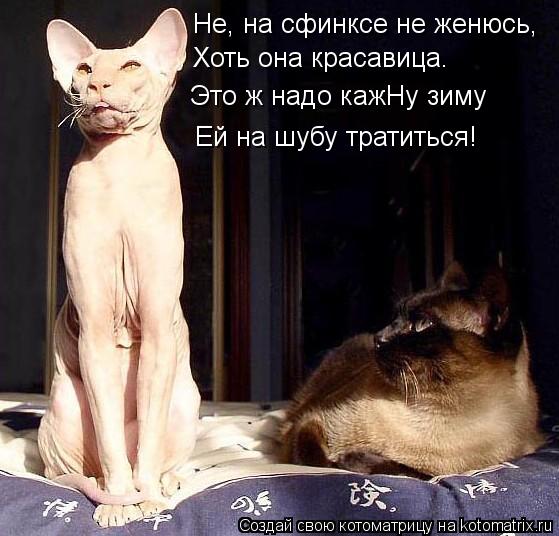 Не, на сфинксе не женюсь, Хоть она красавица. Это ж надо кажНу зиму Ей на шубу тратиться!... Котоматрица: Не, на сфинксе не женюсь, Хоть она красавица. Это ж надо кажНу зиму Ей на шубу тратиться!