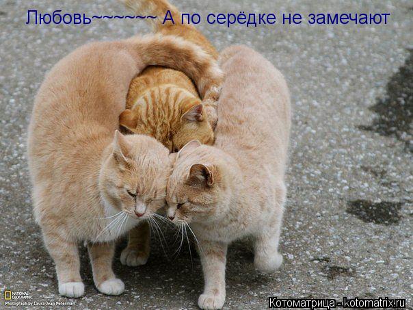 Котоматрица: Любовь~~~~~~ А по серёдке не замечают