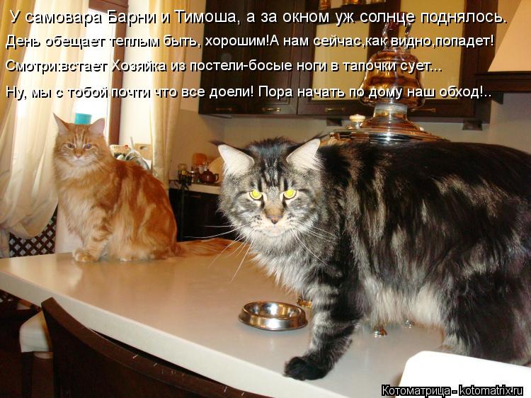 У самовара Барни и Тимоша, а за окном уж солнце поднялось. День обещает теплым быть, хорошим!А нам се... Котоматрица: У самовара Барни и Тимоша, а за окном уж солнце поднялось. День обещает теплым быть, хорошим!А нам сейчас,как видно,попадет! Смотри:встает Хо
