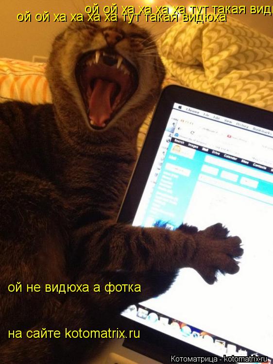 Котоматрица: ой ой ха ха ха ха тут такая видюха  ой ой ха ха ха ха тут такая видюха  ой не видюха а фотка на сайте kotomatrix.ru