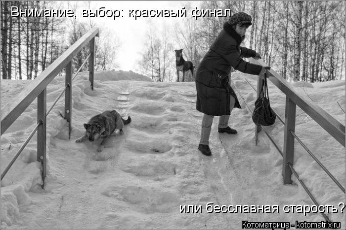 Котоматрица: Внимание, выбор: красивый финал  или бесславная старость?