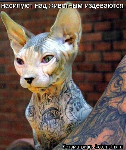 Котоматрица: насилуют над животным издеваются