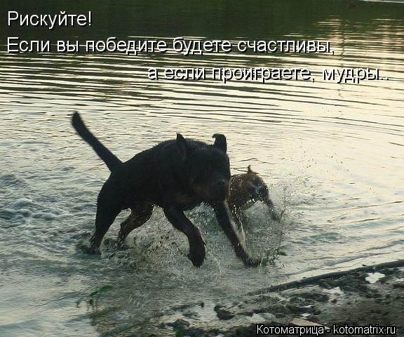 Рискуйте! Если вы победите будете счастливы, а если проиграете, мудры..... Котоматрица: Рискуйте! Если вы победите будете счастливы, а если проиграете, мудры..