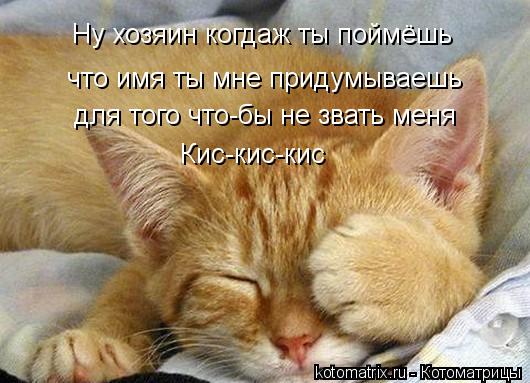 Ну хозяин когдаж ты поймёшь что имя ты мне придумываешь для того что-бы не звать меня Кис-кис-кис... Котоматрица: Ну хозяин когдаж ты поймёшь что имя ты мне придумываешь для того что-бы не звать меня Кис-кис-кис