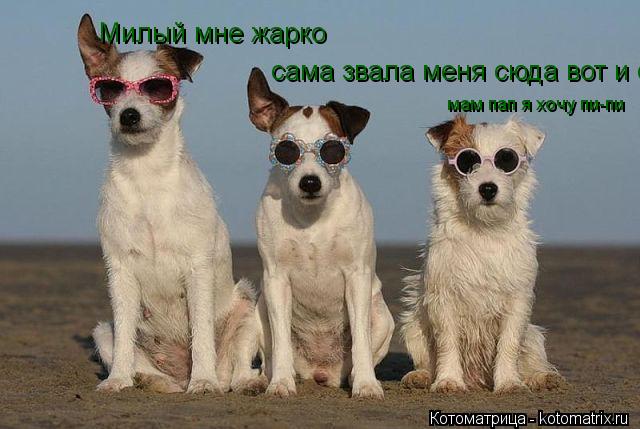 Милый мне жарко сама звала меня сюда вот и сиди мам пап я хочу пи-пи... Котоматрица: Милый мне жарко сама звала меня сюда вот и сиди мам пап я хочу пи-пи