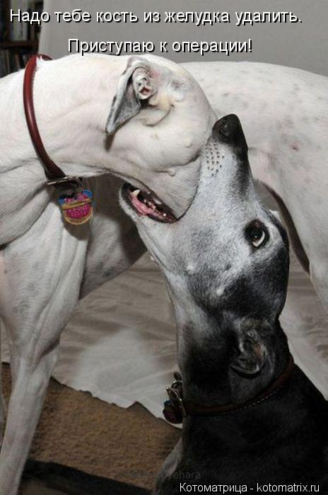 Надо тебе кость из желудка удалить. Приступаю к операции!... Котоматрица: Надо тебе кость из желудка удалить. Приступаю к операции!