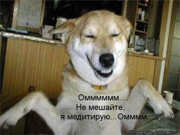 Омммммм.... я медитирую...Омммм..... Не мешайте,... Котоматрица: Омммммм.... я медитирую...Омммм..... Не мешайте,