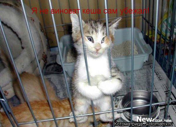 Котоматрица: Я не виноват кеша сам убежал!
