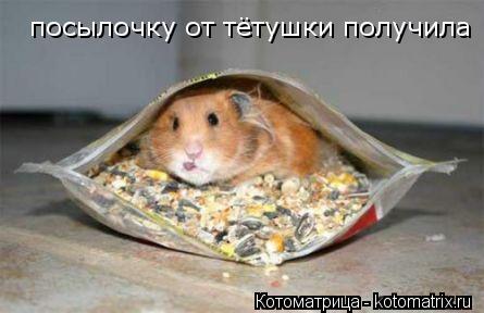 Котоматрица: посылочку от тётушки получила
