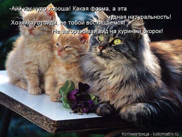 Котоматрица: -Айй как чудо хороша! Какая форма, а эта  чудная натуральность! Хозяйка, отойди, не тобой восхищаемся! Не загораживай вид на куриный окорок!