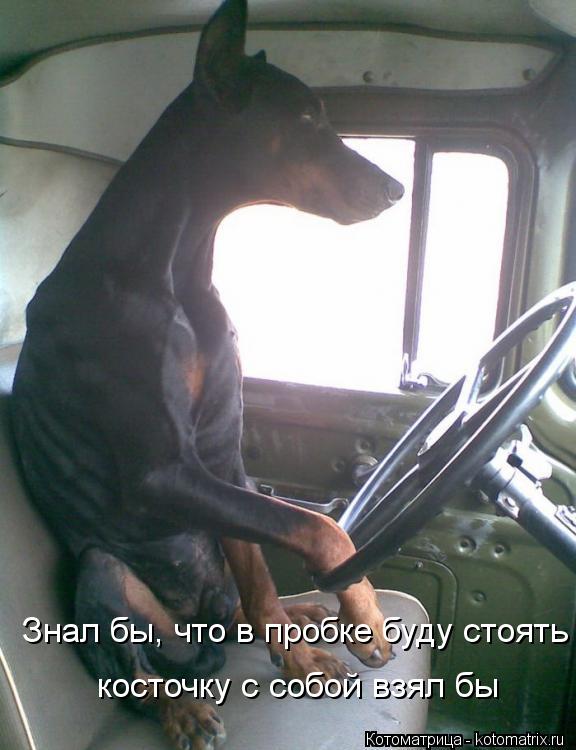Котоматрица: Знал бы, что в пробке буду стоять косточку с собой взял бы