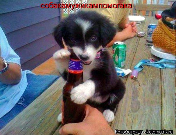 собакамужикампомогака собакамужикампомогака... Котоматрица: собакамужикампомогака собакамужикампомогака