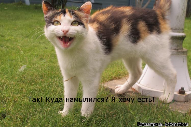 Скачать песню а я по лесу иду