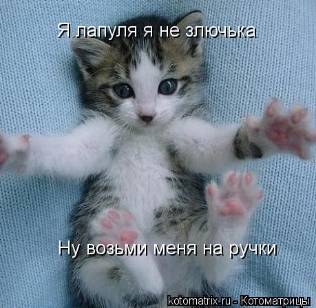 Котоматрица: Я лапуля я не злючька  Ну возьми меня на ручки