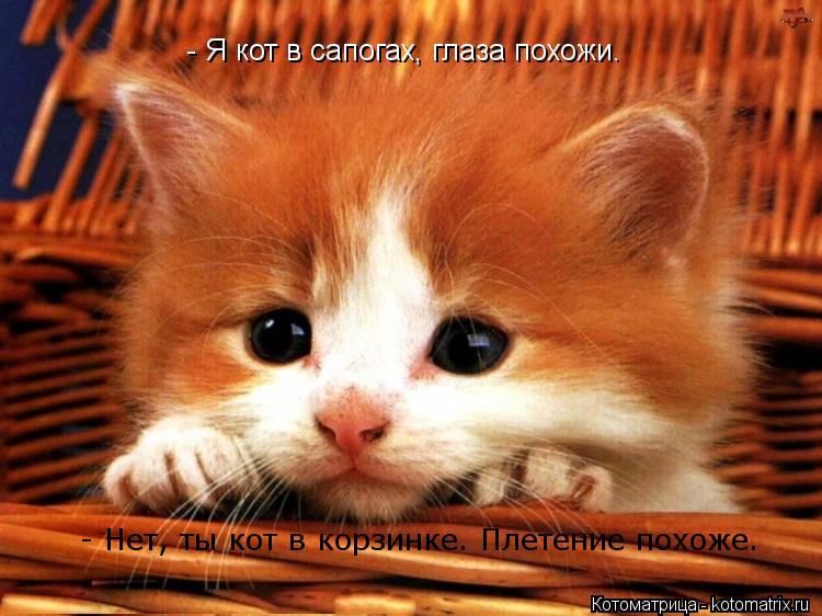 - Я кот в сапогах, глаза похожи. - Нет, ты кот в корзинке. Плетение похоже.... Котоматрица: - Я кот в сапогах, глаза похожи. - Нет, ты кот в корзинке. Плетение похоже.