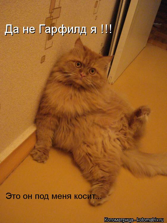 Котоматрица: Да не Гарфилд я !!! Это он под меня косит...