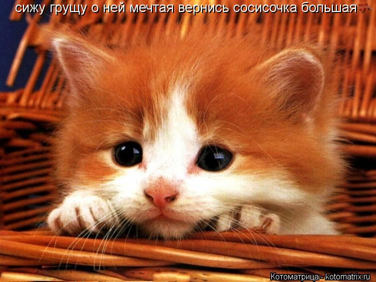 Котоматрица: сижу грущу о ней мечтая вернись сосисочка большая