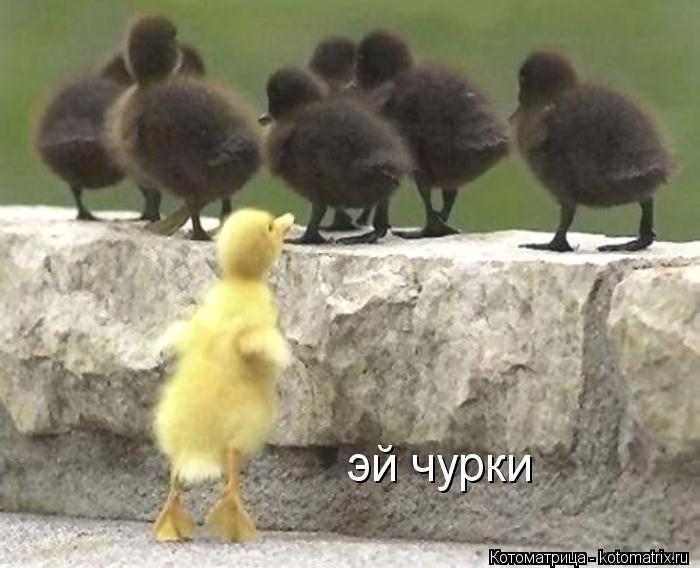 эй чурки... Котоматрица: эй чурки