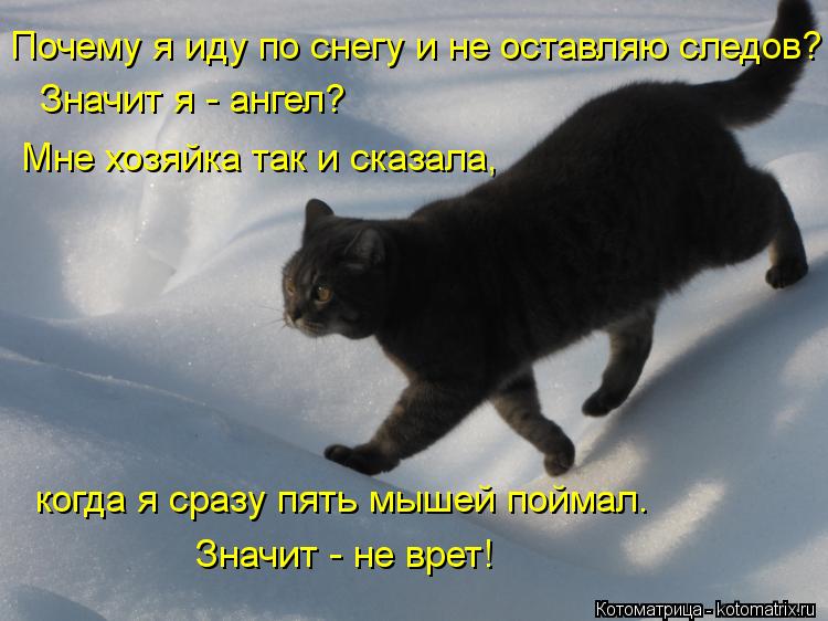 Почему я иду по снегу и не оставляю следов? Значит я - ангел? Мне хозяйка так и сказала, когда я сраз... Котоматрица: Почему я иду по снегу и не оставляю следов? Значит я - ангел? Мне хозяйка так и сказала, когда я сразу пять мышей поймал. Значит - не врет!