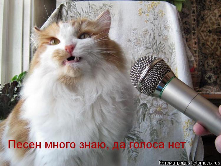 Котоматрица: Песен много знаю, да голоса нет