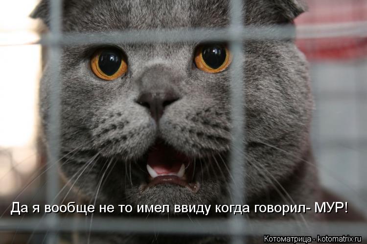 Котоматрица: Да я вообще не то имел ввиду когда говорил- МУР!