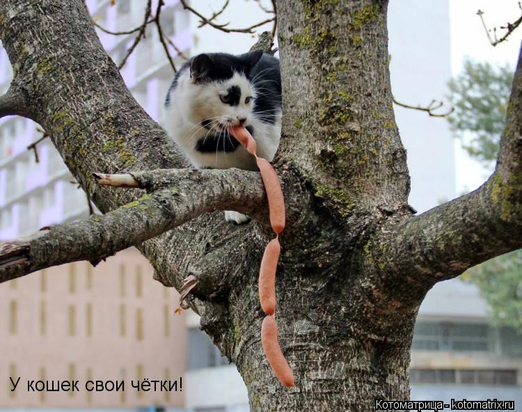 Котоматрица: У кошек свои чётки!