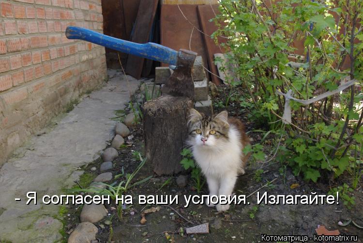 Котоматрица: - Я согласен на ваши условия. Излагайте!