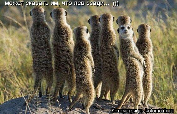 Котоматрица: может сказать им, что лев сзади... )))
