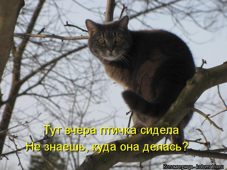 Котоматрица: Тут вчера птичка сидела Не знаешь, куда она делась?