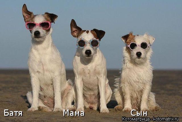 Котоматрица: Батя              Мама                Сын