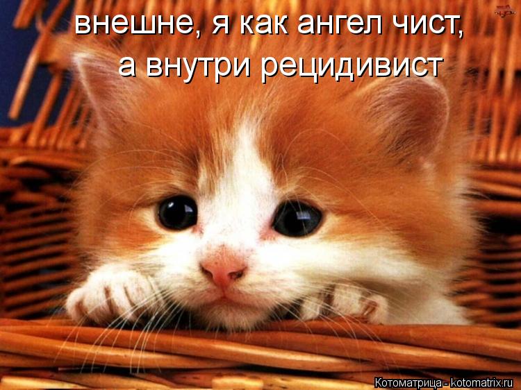 Котоматрица: внешне, я как ангел чист, а внутри рецидивист