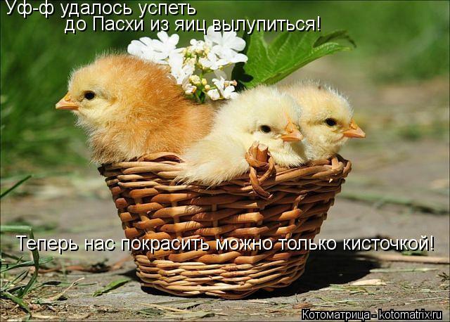 Уф-ф удалось успеть до Пасхи из яиц вылупиться! Теперь нас покрасить можно только кисточкой!... Котоматрица: Уф-ф удалось успеть до Пасхи из яиц вылупиться! Теперь нас покрасить можно только кисточкой!